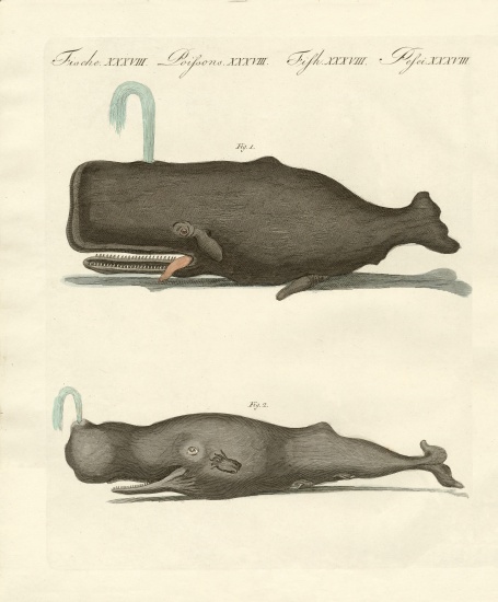 Two strange kinds of whales de German School, (19th century)