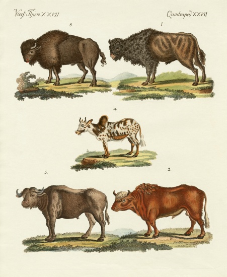 Various kinds of oxen de German School, (19th century)