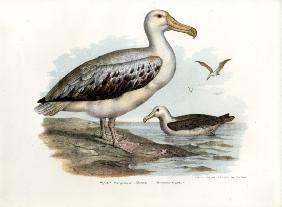 Wandering Albatross