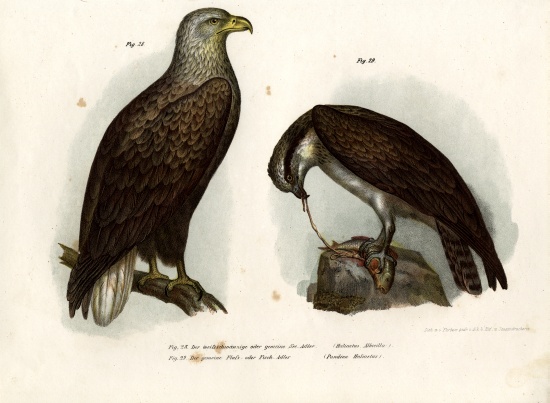 White-tailed Eagle de German School, (19th century)