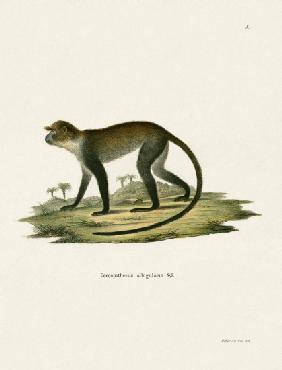 White-throated Monkey