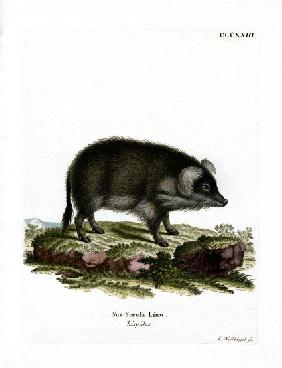 Wild Boar