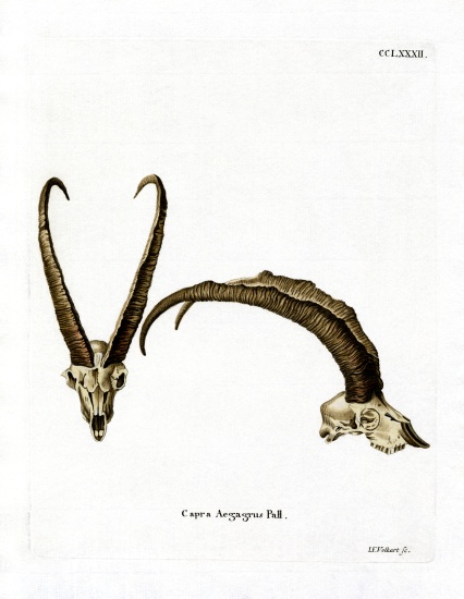Wild Goat Horns de German School, (19th century)
