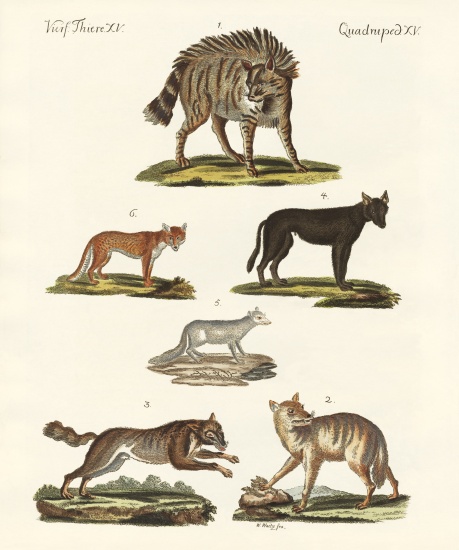 Wolves and foxes de German School, (19th century)