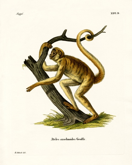 Woolly Spider Monkey de German School, (19th century)