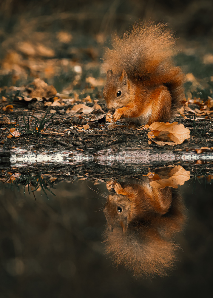 Reflection of a red squirrel de Gert J ter Horst