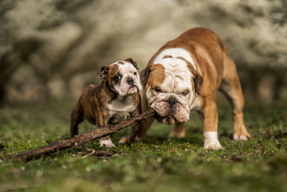 Busy with a stick de Gert van den Bosch