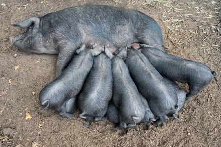 Feeding time