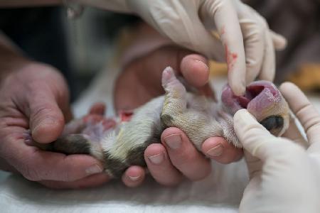 Birth of a Puppy, just after C section, examining