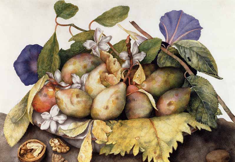 Still life with Plums, Walnuts and Jasmine  on de Giovanna Garzoni