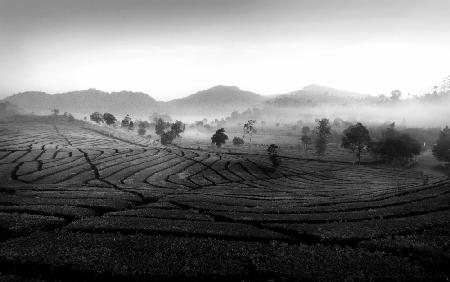 misty morning