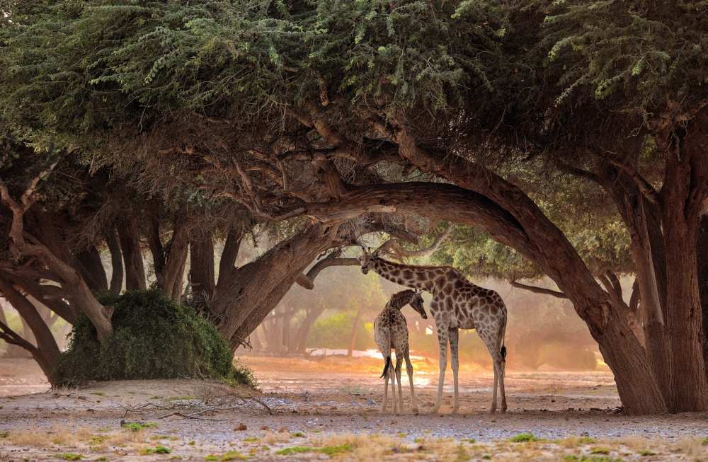 Giraffe - Namibia de Giuseppe D 'Amico