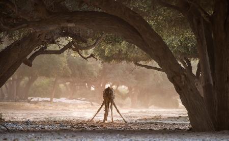 The drinking of the giraffe