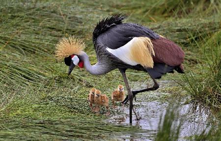 Crowned crane and its little ones