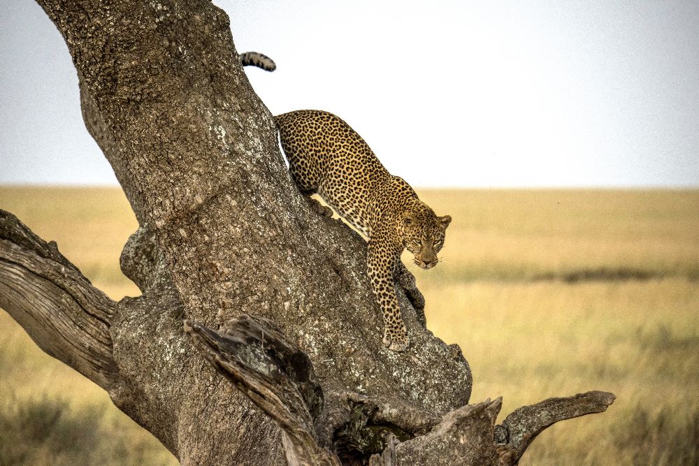 Leopard - Serengheti, Tanzania de Giuseppe DAmico