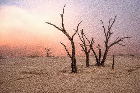 Fog in deadvlei