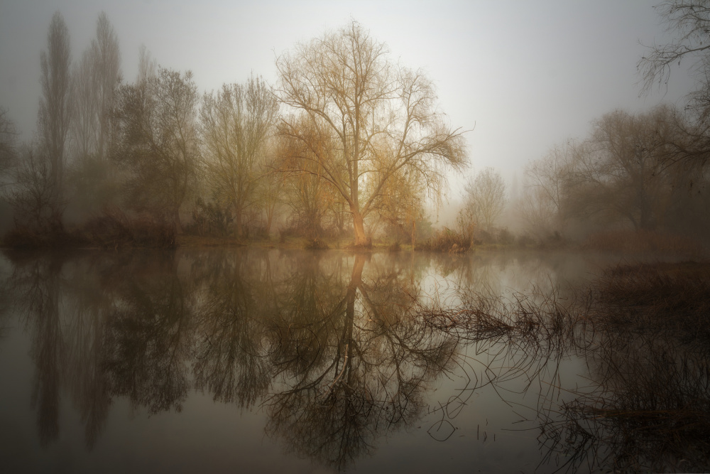 Mist willow de Gonzalo