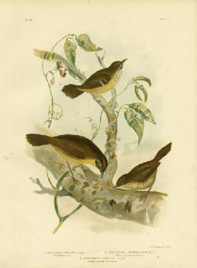 Allied Scrubwren Or White-Browed Scrubwren