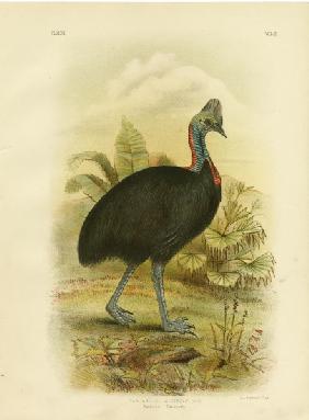 Australian Cassowary Or Southern Cassowary