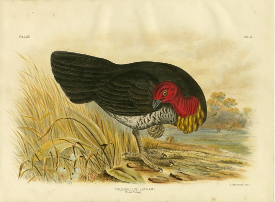 Brush Turkey de Gracius Broinowski