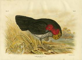 Brush Turkey