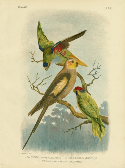 Cockatoo Parakeet Or Cockatiel de Gracius Broinowski