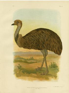 Emu