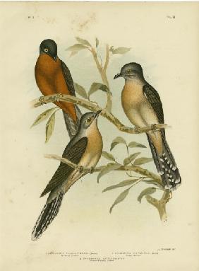 Fan-Tailed Cuckoo