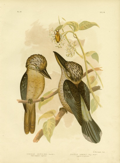 Fawn-Breasted Kingfisher de Gracius Broinowski