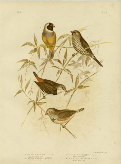 Golden Grass Finch de Gracius Broinowski