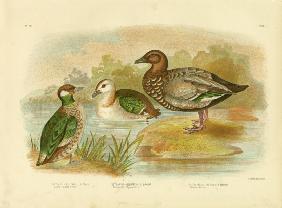 Green Pygmy Goose