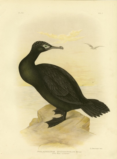 Little Black Cormorant de Gracius Broinowski