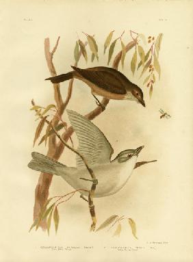 Little Shrike-Thrush