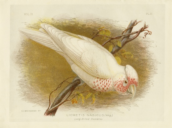 Long-Billed Cockatoo de Gracius Broinowski