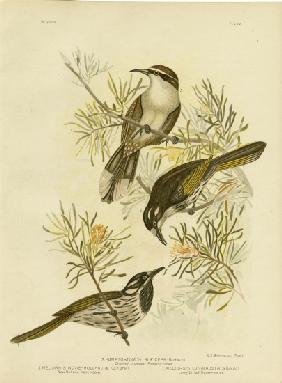 Long-Billed Honeyeater