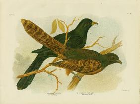 Pheasant Coucal