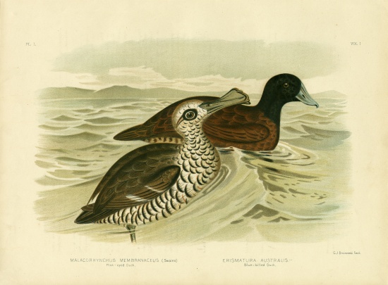 Pink-Eyed Duck de Gracius Broinowski