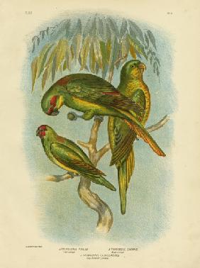 Scaly-Breasted Lorikeet