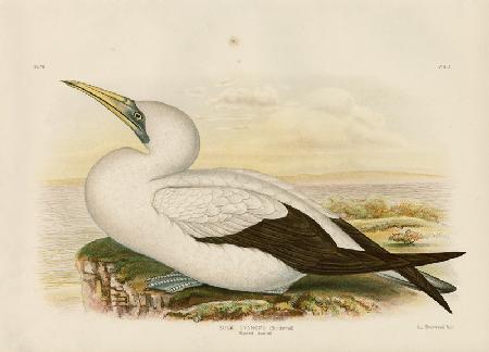 Masked Gannet