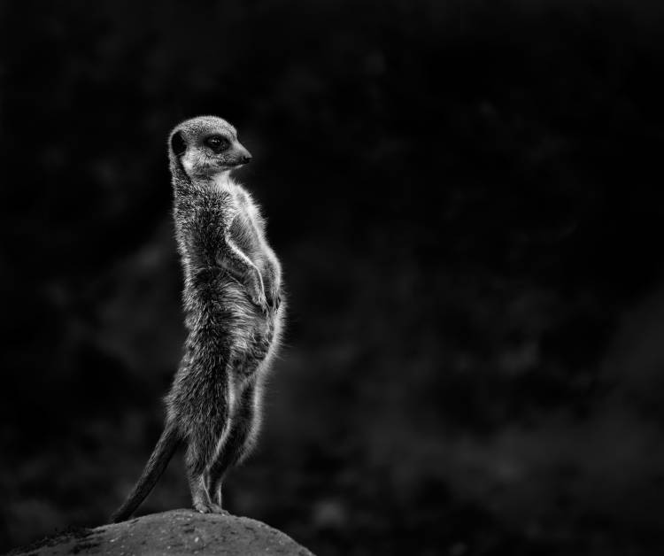 The meerkat de Greetje Van Son