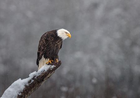 Snow on the Skagit