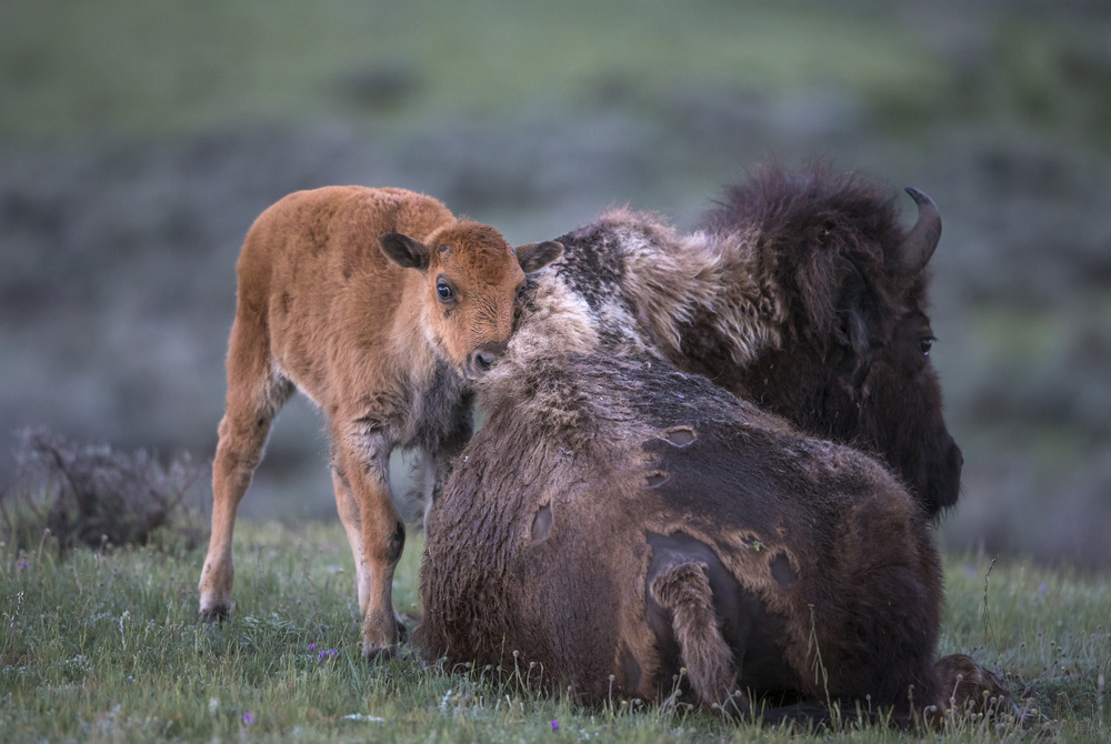 Stay warm de Greg Barsh