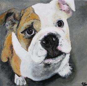 Bulldogge