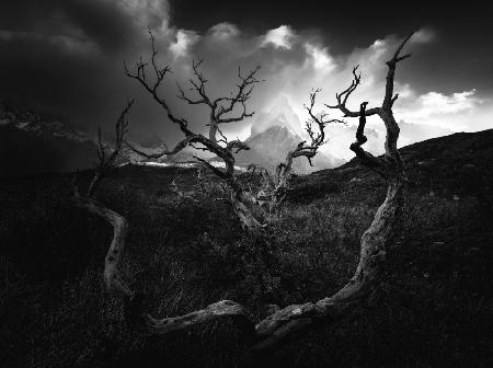 Dried Tree and Mountains