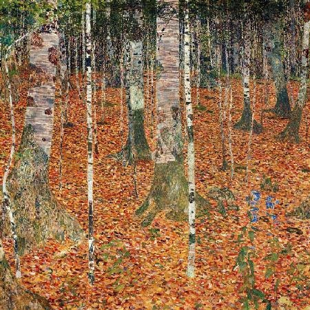 Birch woods in autumn.