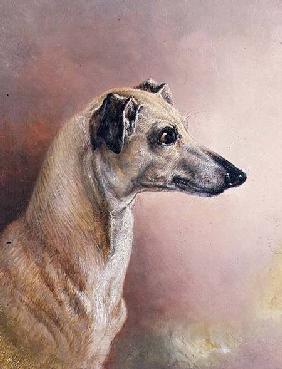 Head of a Greyhound (panel)