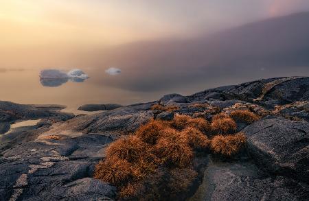 Greenland Flora