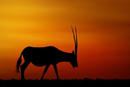 Arabian Oryx