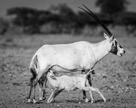 Arabian Oryx