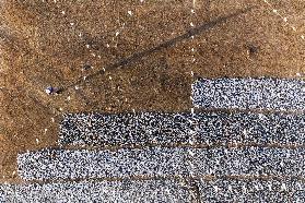 Drying Sardines